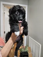 SCARVY, a male Toy Australian Shepherd for sale in Maryville, TN – Photo 4 of 6