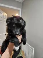 SCARVY, a male Toy Australian Shepherd for sale in Maryville, TN – Photo 3 of 6