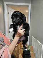 SCARVY, a male Toy Australian Shepherd for sale in Maryville, TN – Photo 6 of 6