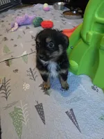 Fall, a male Toy Australian Shepherd for sale in Maryville, TN – 6 of 10