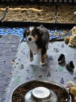 Cooper, a male Toy Australian Shepherd for sale in Maryville, TN – 9 of 10