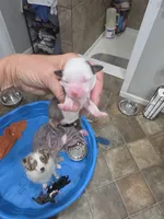 Spice, a female Toy Australian Shepherd for sale in Maryville, TN – 5 of 10