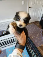 Sweat Bluie, a female Toy Australian Shepherd for sale in Maryville, TN – 5 of 10