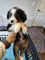 BooBear, a female Toy Australian Shepherd for sale in Maryville, TN – 10 of 10