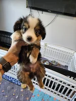 Copper, a male Toy Australian Shepherd for sale in Maryville, TN – 7 of 10