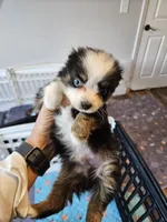 Sweat Bluie, a female Toy Australian Shepherd for sale in Maryville, TN – 9 of 10