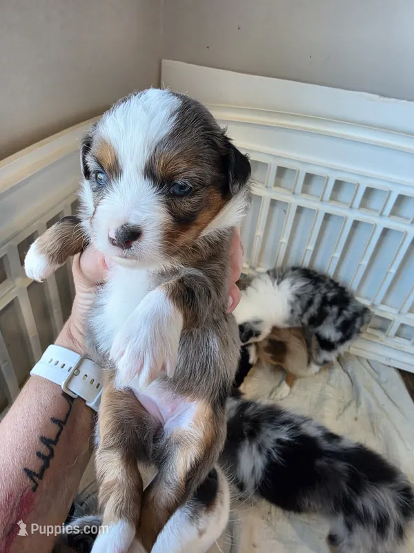 Pumpkin   – Toy Australian Shepherd puppy for sale in Maryville, TN