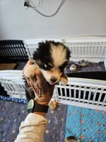 Sweat Bluie, a female Toy Australian Shepherd for sale in Maryville, TN – 3 of 10