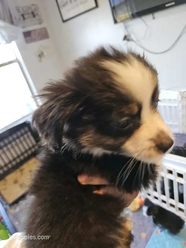 BooBear – Toy Australian Shepherd puppy for sale in Maryville, TN