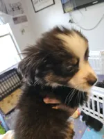 BooBear, a female Toy Australian Shepherd for sale in Maryville, TN – 1 of 10