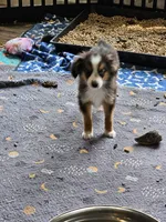 Cooper, a male Toy Australian Shepherd for sale in Maryville, TN – 10 of 10