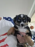 Warm and Fuzy, a male Toy Australian Shepherd for sale in Maryville, TN – 7 of 10