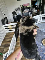 Bumble Bee, a male Toy Australian Shepherd for sale in Maryville, TN – 4 of 10