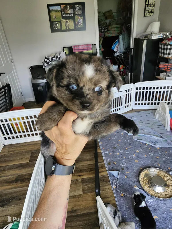 Bumble Bee – Toy Australian Shepherd puppy for sale in Maryville, TN