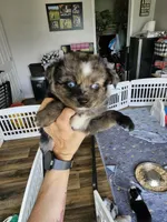 Bumble Bee, a male Toy Australian Shepherd for sale in Maryville, TN – 1 of 10
