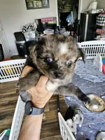 Bumble Bee, a male Toy Australian Shepherd for sale in Maryville, TN – 6 of 10
