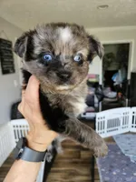 Bumble Bee, a male Toy Australian Shepherd for sale in Maryville, TN – 3 of 10
