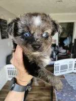 Bumble Bee, a male Toy Australian Shepherd for sale in Maryville, TN – 8 of 10