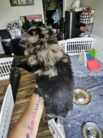 Bumble Bee, a male Toy Australian Shepherd for sale in Maryville, TN – 7 of 10