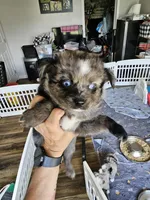 Bumble Bee, a male Toy Australian Shepherd for sale in Maryville, TN – 5 of 10