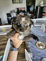 Bumble Bee, a male Toy Australian Shepherd for sale in Maryville, TN – 2 of 10