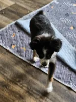 BooBear, a female Toy Australian Shepherd for sale in Maryville, TN – 9 of 10