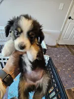 BooBear, a female Toy Australian Shepherd for sale in Maryville, TN – 3 of 10