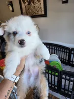 Cool Night, a male Toy Australian Shepherd for sale in Maryville, TN – 8 of 10