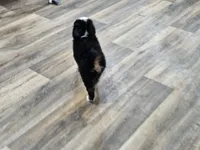 Heart, a male Miniature Australian Shepherd for sale in Maryville, TN – Photo 5 of 10