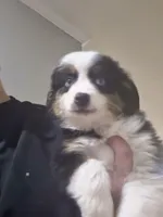 Heart, a male Miniature Australian Shepherd for sale in Maryville, TN – Photo 1 of 10