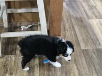 Heart, a male Miniature Australian Shepherd for sale in Maryville, TN – Photo 8 of 10