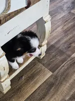 Heart, a male Miniature Australian Shepherd for sale in Maryville, TN – Photo 9 of 10