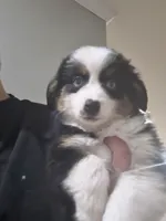 Heart, a male Miniature Australian Shepherd for sale in Maryville, TN – Photo 3 of 10