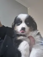 Heart, a male Miniature Australian Shepherd for sale in Maryville, TN – Photo 4 of 10