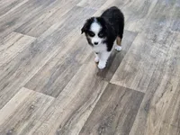 Heart, a male Miniature Australian Shepherd for sale in Maryville, TN – Photo 10 of 10