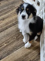 BooBear, a female Toy Australian Shepherd for sale in Maryville, TN – 5 of 10