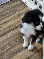 BooBear, a female Toy Australian Shepherd for sale in Maryville, TN – 3 of 10