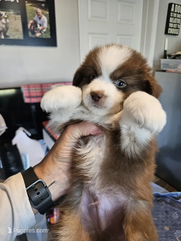 Strawberry 🍓  – Toy Australian Shepherd puppy for sale in Maryville, TN