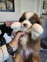 Strawberry 🍓 , a male Toy Australian Shepherd for sale in Maryville, TN – 1 of 10