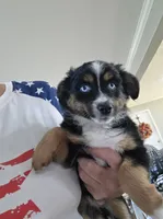 Warm and Fuzy, a male Toy Australian Shepherd for sale in Maryville, TN – 9 of 10