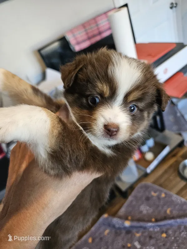 Jelly – Toy Australian Shepherd puppy for sale in Maryville, TN