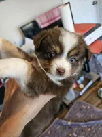 Jelly, a female Toy Australian Shepherd for sale in Maryville, TN – 1 of 10