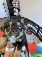 Fall, a male Toy Australian Shepherd for sale in Maryville, TN – 7 of 10