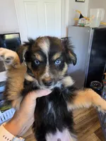 Leaves , a male Toy Australian Shepherd for sale in Maryville, TN – 7 of 10