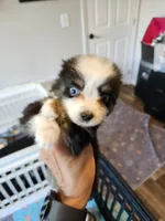 Sweat Bluie, a female Toy Australian Shepherd for sale in Maryville, TN – 7 of 10