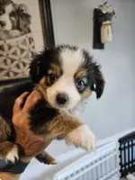Copper, a male Toy Australian Shepherd for sale in Maryville, TN – 4 of 10