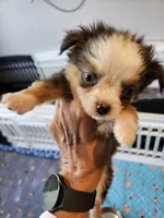 Greystone , a male Toy Australian Shepherd for sale in Maryville, TN – 1 of 10