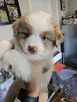 PeanutButter, a female Toy Australian Shepherd for sale in Maryville, TN – 2 of 10