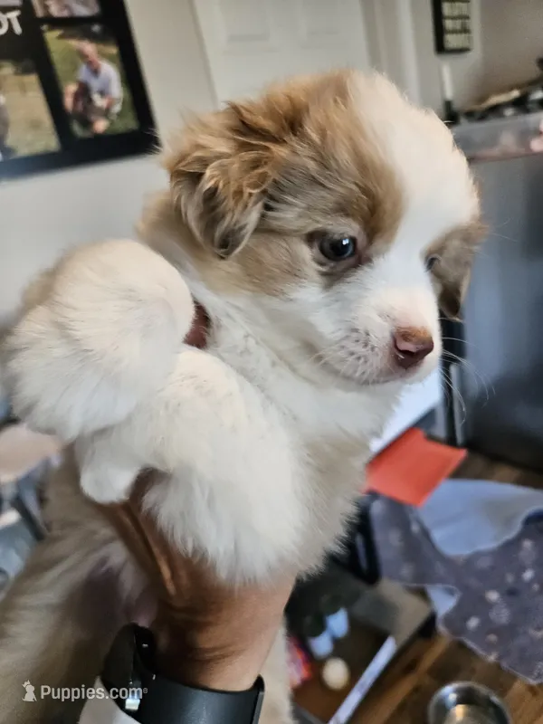 PeanutButter – Toy Australian Shepherd puppy for sale in Maryville, TN