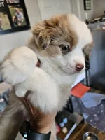 PeanutButter, a female Toy Australian Shepherd for sale in Maryville, TN – 1 of 10